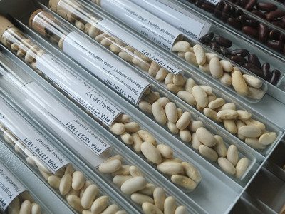 Russian troops destroyed the only gene bank of plants in Ukraine which stored more than