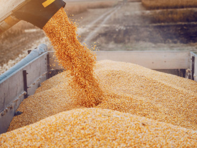 2 thousand tons of grain and sunflower seeds stolen by Russian troops in Zaporizhzhya