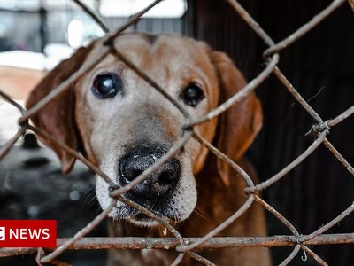 War in Ukraine: 'Pets are getting left at train stations'