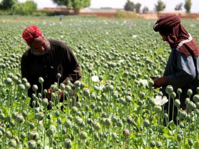 Afghanistan: Taliban bans opium poppy cultivation, drug trade