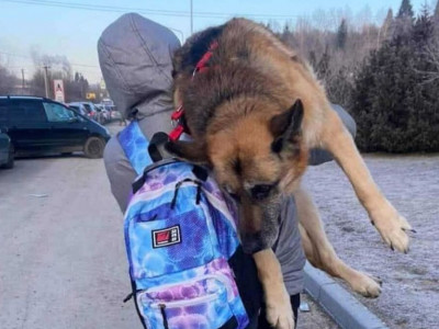 How to find a pet or help animals during the war?