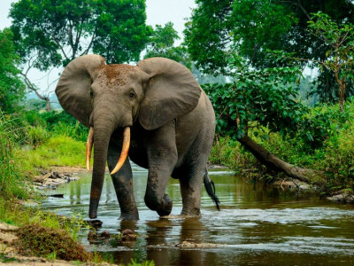 How the African rainforest is helping fight climate change