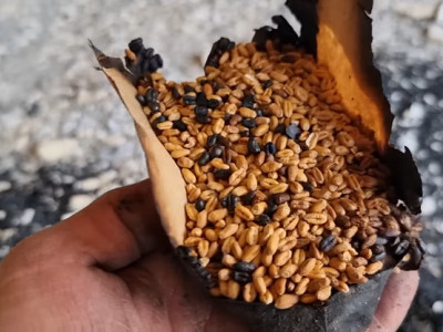 'Left in ashes', Ukrainian scientist bemoans loss of Kharkiv gene bank destroyed by Russian troops