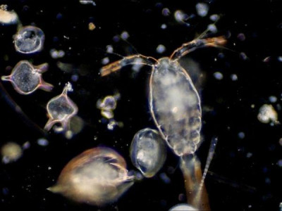 Scientists found 830 million year old microbes, some are still alive