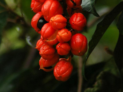 Herbal medicines that really work