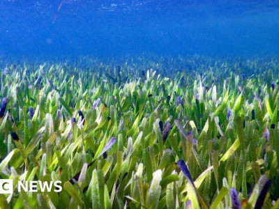 World's biggest plant discovered off Australian coast