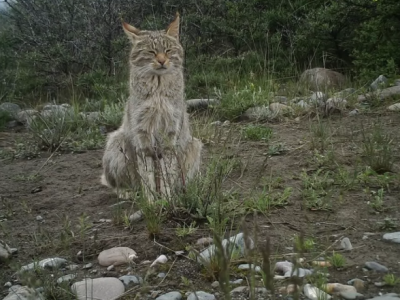 Rare wild animals filmed in China's plateau province