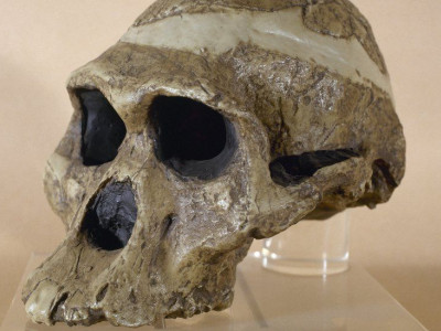 Cave woman one million years older than thought