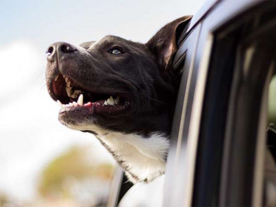 Poland reduces the list of documents for the import of animals from Ukraine