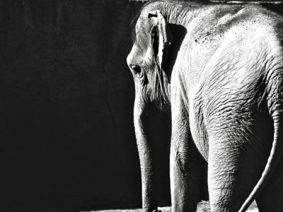 Like people: scientists have found something in common between humans and elephants