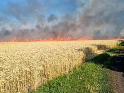 The wild horde creates a real threat of artificial famine for many countries