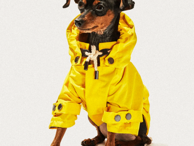 62 Best Gifts for Dogs to Give Your Best Four-Legged Friend