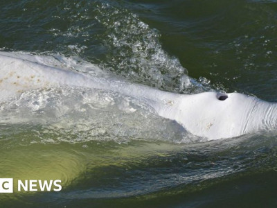 France whale: Lost mammal stuck in River Seine to get vitamin boost