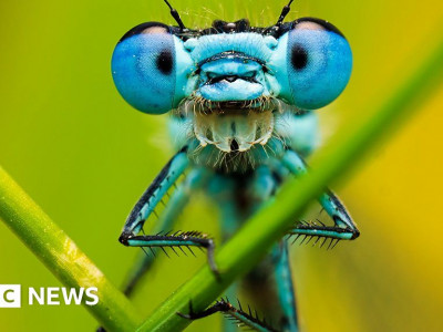 Macro photography: The hidden world of garden insects