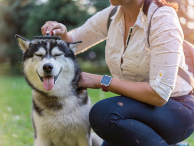 Dog ownership and mental health - for better and worse