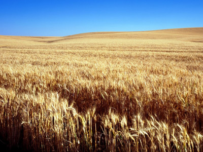 Occupants take millions of tonnes of new harvest from farmers on temporarily occupied territories - Solsky