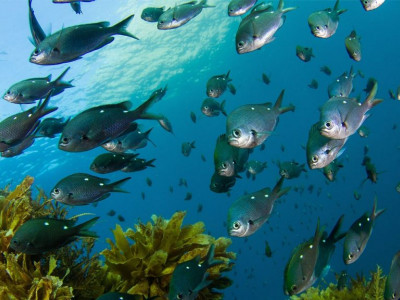 The 200 Most Biodiverse Countries in 2022