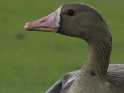 A goose interrupted the Dodgers-Padres Game 2 thriller
