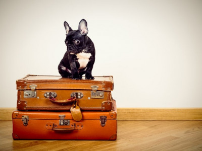 Traveling with a pet: rules for importing animals into Europe