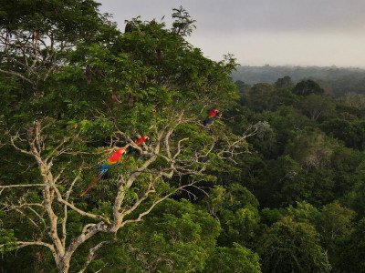 Germany wants to revive fund to save Amazon rainforest