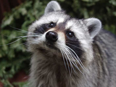Ukrainians react to theft of Kherson Zoo raccoon by retreating Russians