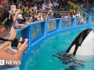 Miami Seaquarium is returning Lolita the killer whale to her home waters