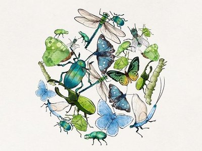 Why insects are so crucial to life on Earth