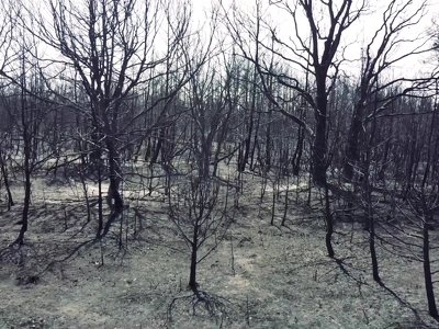 Inside the horror of Europe's biggest wildfire