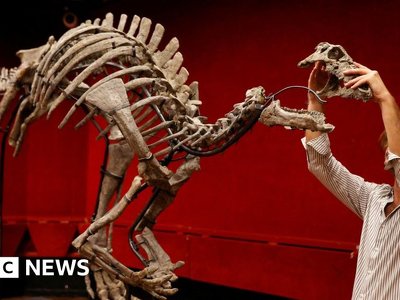 Rare dinosaur 'Barry' up for sale at Paris auction