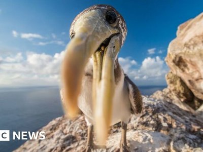 Redonda: Tiny Caribbean island’s transformation to wildlife haven