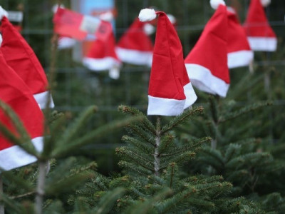 In Ukraine, the sale of Christmas trees has started: what is the cost and where to buy