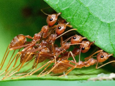 Biologists discover that ants can avoid traffic jams