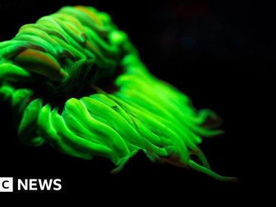 Biofluorescence: Unseen world of the Celtic rainforest revealed by UV