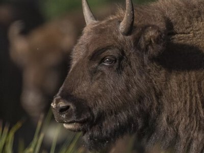 International Day for Biological Diversity: key facts about the current state of Ukraine's ecosystems