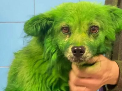 “Hulk’s Girlfriend” – Volunteers evacuate a green dog from Druzhkivka