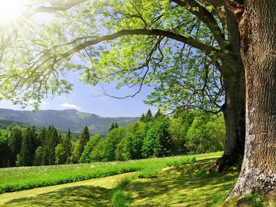 Climate change could destroy thousands of plant species by the end of the century - scientists