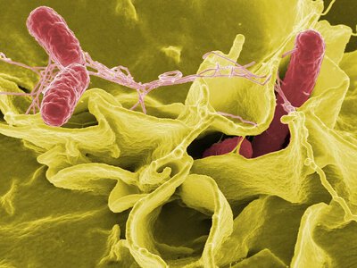 Climate change contributes to the spread of antibiotic-resistant Salmonella – study