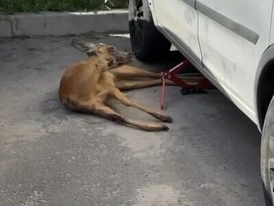 In Kyiv, a fawn hid under a car from shelling