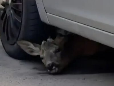 Fawn rescued in Kyiv after hiding under a car during Russian attack