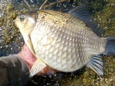 Ukraine introduces digital fishing rights system to improve oversight and protect biodiversity