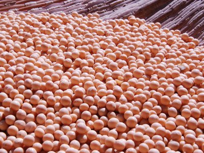 Rules changed for farmers for the new soybean and rapeseed export season