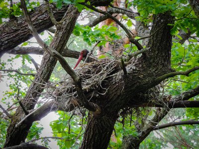 A new conservation zone for the Red Book white-tailed eagle to be established in Kyiv region