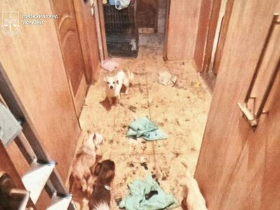 In Kyiv, a woman who kept a wolf and a fox in her apartment will stand trial for animal cruelty. She faces up to three years behind bars
