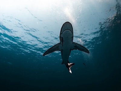 Man dies after shark attack in Western Australia – media