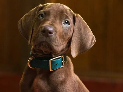 Netflix revealed the real Scooby-Doo in a new series teaser