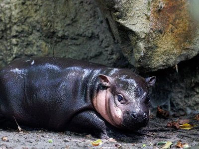 Newborn pygmy hippo at Berlin Zoo named Toni