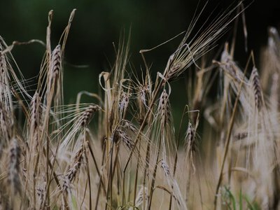 Russia's agricultural sector enters the season with the worst sowing figures in 8 years – intelligence