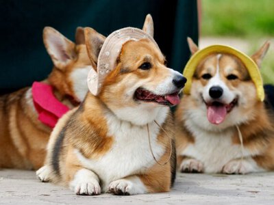 Solutions from Ukraine: Corgi festival in Kyiv helps veterans and rescues abandoned dogs