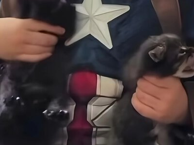 Blogger posted a video on social media showing her child abusing kittens
