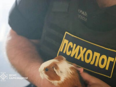 Several animals killed following enemy strike on Kharkiv zoo